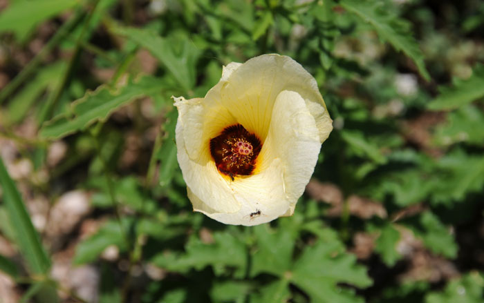 Hibiscus coulteri, Desert Rosemallow